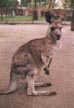 kangaroo